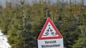 Mitleid mit dem Weihnachtsbaum
