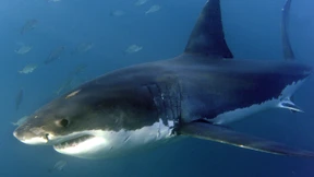 Forscher überlebt Hai-Attacke in 40 Meter Tiefe