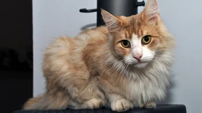 Selfies mit dem Stadtkater