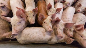 Klimaschützer wettern gegen Nutztiere