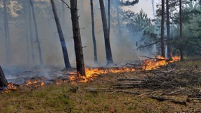 Feuer in Lieberoser Heide gelöscht
