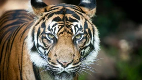 Was passiert, wenn Zootiere sterben?