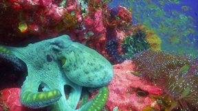 Jedes Tier ist eine Künstlerin