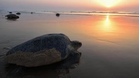 Massenansturm der Meeresschildkröten