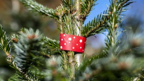 Weihnachtsbäume werden etwas teurer