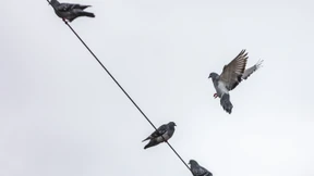 Tauben soll das Genick gebrochen werden
