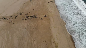 Massenhaftes Robben-Sterben in Namibia