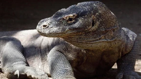 Rote Liste bedrohter Tierarten wird länger