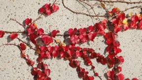 Die dunkle Seite des Wilden Weins