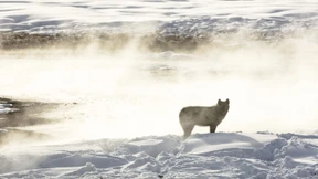 Wie viel die Wildnis wert ist