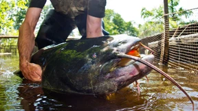 Wohin nur mit dem „Küken-Killer“?