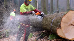 Hessenforst ist gegen die „Stilllegung“ von Wäldern 