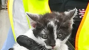 Polizei rettet Kätzchen auf der Autobahn