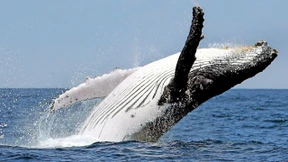 Wächter zum Schutz der Weltmeere