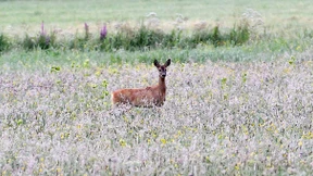 Gute Nachrichten, die Sie verpasst haben dürften