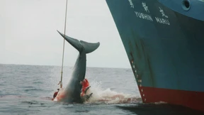 Rückschlag für Japans Walfangpläne