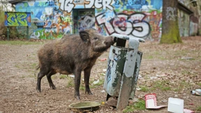 Wenn Wildschweine unsere Städte bevölkern
