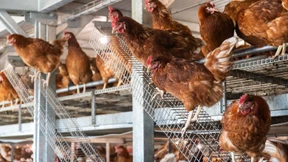 Geflügelzuchtbetrieb auf Mallorca verstößt gegen Auflagen