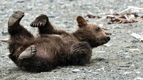 Freiheit für die Zirkusbären