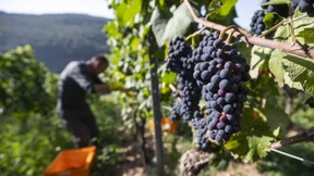 Niedrigste Weinproduktion seit 1961 erwartet