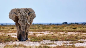 Namibia verkauft bei Elefanten-Auktion nur ein Drittel der Tiere