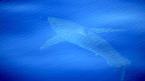 Erster tödlicher Haiangriff vor Sydney seit fast 60 Jahren