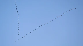 Vögel ziehen in diesem Jahr früher als sonst in den Süden