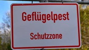 Vogelgrippe bei Putenbestand in Brandenburg entdeckt