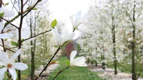 Charakterdarsteller im Garten