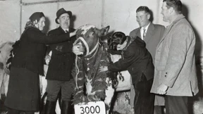 Rinder für Deutschland