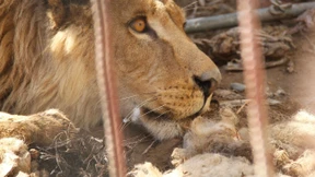 Tierarzt versorgt ausgehungerte Bären und Löwen