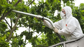 Wie eine giftige Raupe zur Plage wird