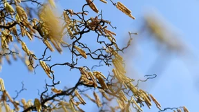 Pollenflug begünstigt Corona-Infektion