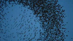 Anleger geraten ins Schwärmen