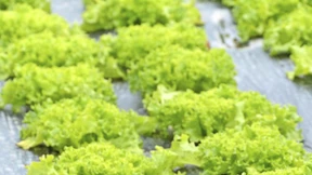 Wie viel Kunststoff bleibt im Körper?