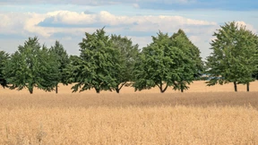 Demokratie auf dem Weizenfeld