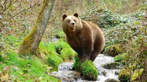 Kadaver eines Bären in Norditalien gefunden