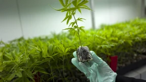 Schmerzpatient darf Cannabis selbst anbauen