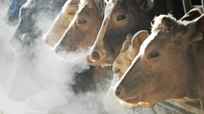 Die Kuh lernt besser rülpsen