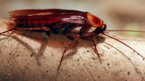 Schaben in Schule bekämpft – Unterricht startet wieder