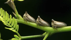 Wie man Insekten schützt und zugleich verzehrt