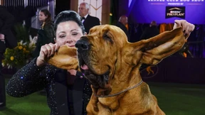 Nicht alle Haustierfreunde sind Tierfreunde