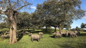 Muss reifen wie ein guter Wein