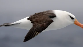 Vergessene Knochen gehören ältestem Albatros 