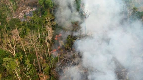 Schlimmste Waldbrände seit 20 Jahren