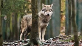 Jeder zehnte tote Wolf ist illegal geschossen