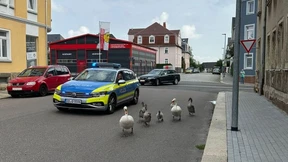 Schwanenfamilie sorgt gleich für mehrere Polizeieinsätze