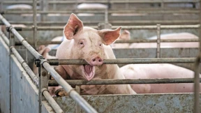 Wie viel Schmerzen sind Tieren künftig zumutbar?