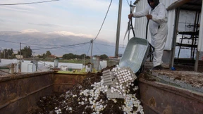 Institut: Stärkste Geflügelpestepidemie überhaupt in Europa