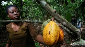 Kakaopreise auf historischem Hoch